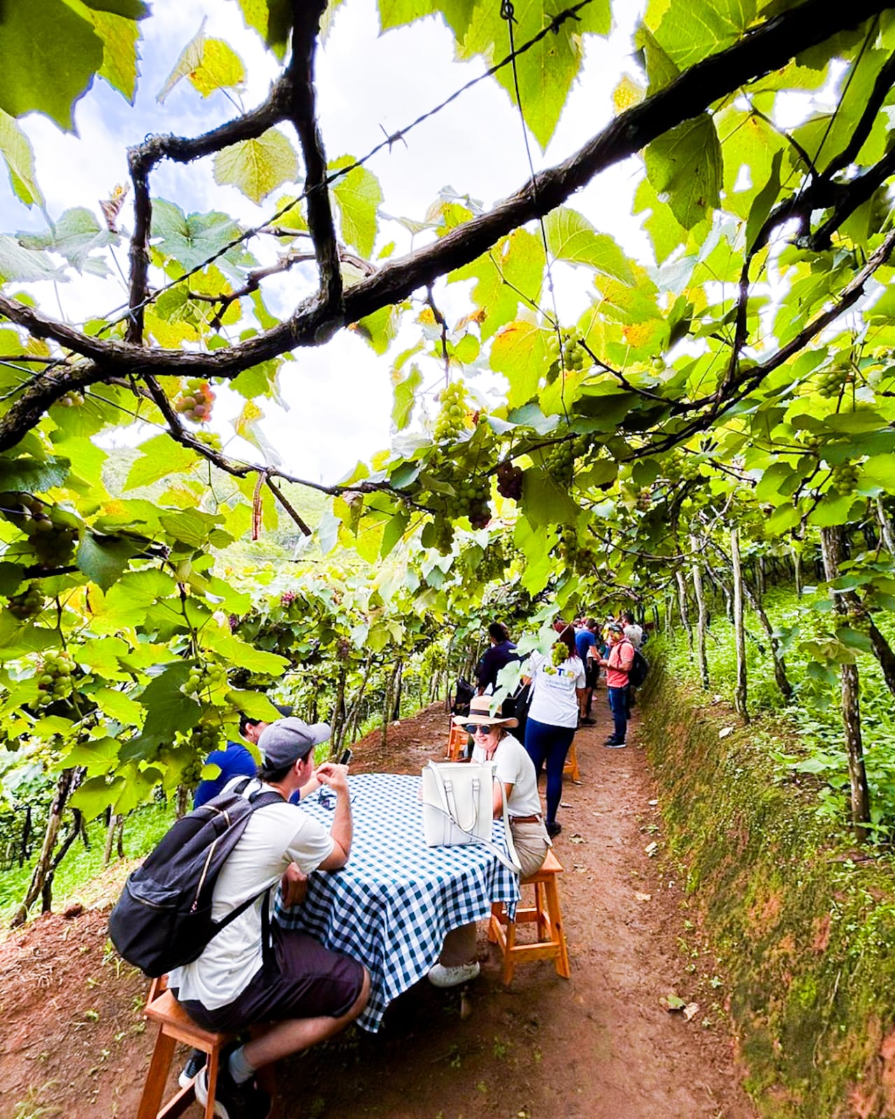 natuba na paraíba rota das uvas (4)